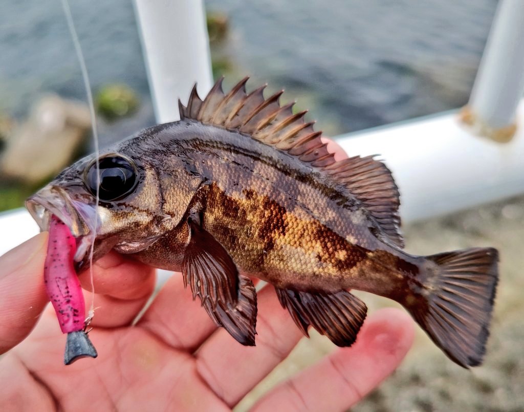 ozaki_garyu's tweet photo. 令和6年6月2日 相馬陸っぱり
清掃活動後 午後からデイメバル🎣
雨がザーザー降りになり終了
#PR #OceanRuler #クレイジグ波動カスタムモデル #リグデザイン #リーブイ #waum #ワウムシャッド40 #136glass #136偏光サングラス #シューユウ #FIDELITY #PLIABLE68ul #プライアブル68UL https://t.co/4mlnDhlxDN