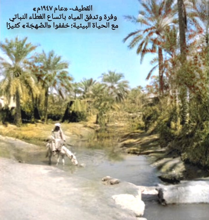 shebar31's tweet photo. «صَهجَة»
لعلها «صَهدَة» من «صَهَد»: شمس بحرارة جهنمية 🌞 🔥
اللهجة لم تغفل تسهيلها؛ أبدلت دالها إلى جيم.
«الصَّهجَة» آخر الربيع حامية الوطيس بـ«شَبَّة» الشمس وسط النهار ومقبولة دون ذلك؛ هي رحمة مقابل «الزُّوباقة- الرطوبة الخانقة» التي تليها وإن انخفضت الحرارة 🤯
#تراث_زكي_العوامي https://t.co/Vztn0i2Oz6