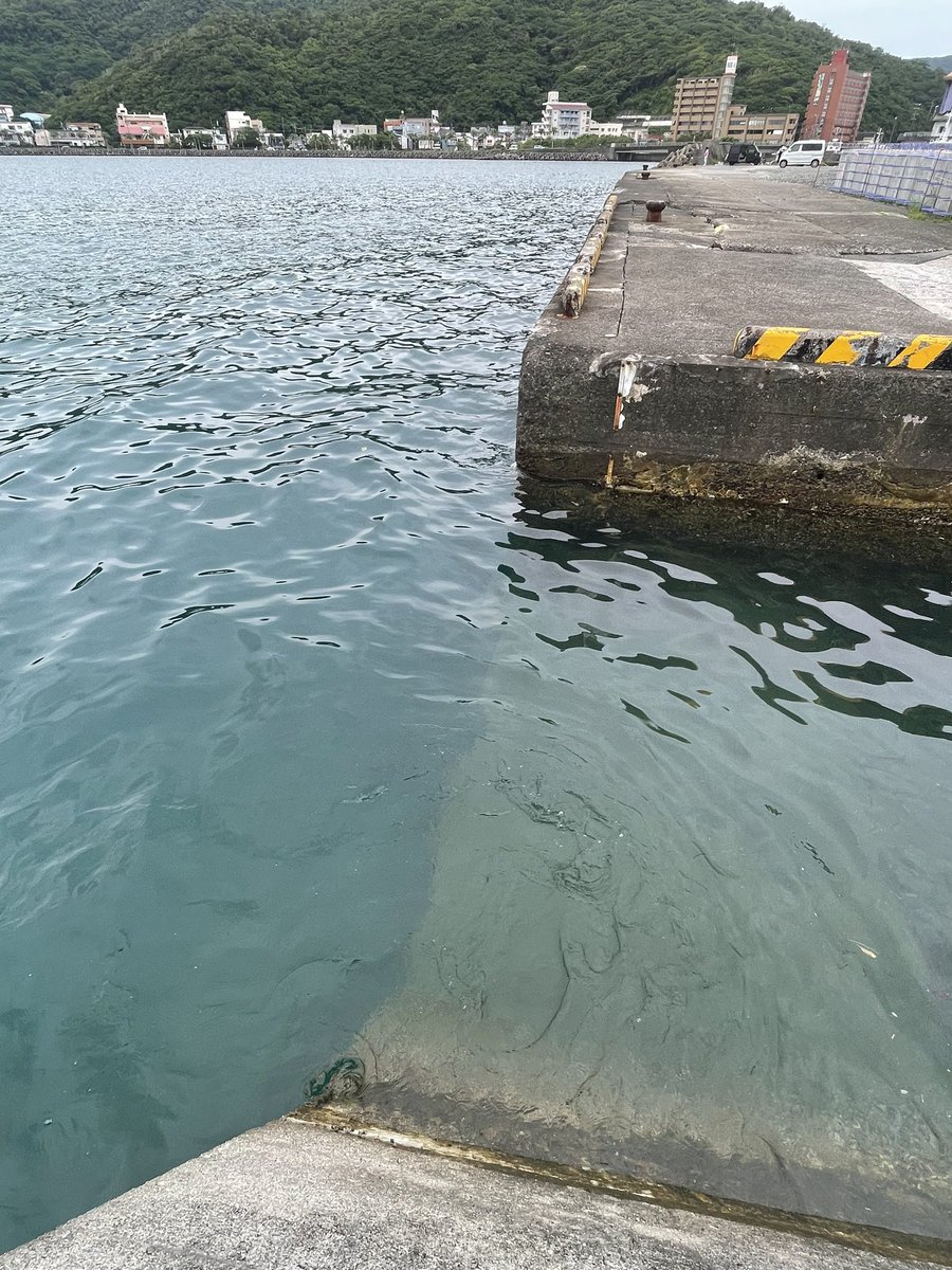 shimo834's tweet photo. 1mちょいのブダイとかハタタテの群れ居て やっぱ岸壁面白いなーとか思う 水も綺麗だし https://t.co/YQygJ8xnt4