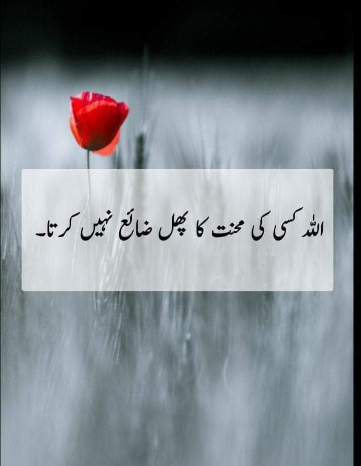 assalamualaikum💕
How are you X-Familys 🏅
Comments my post fends💕🌴🌷