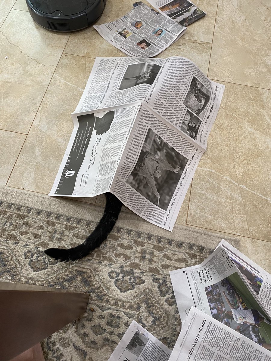 Making newspaper tents then destroying them is fun #cat #olivercat #ridiculous