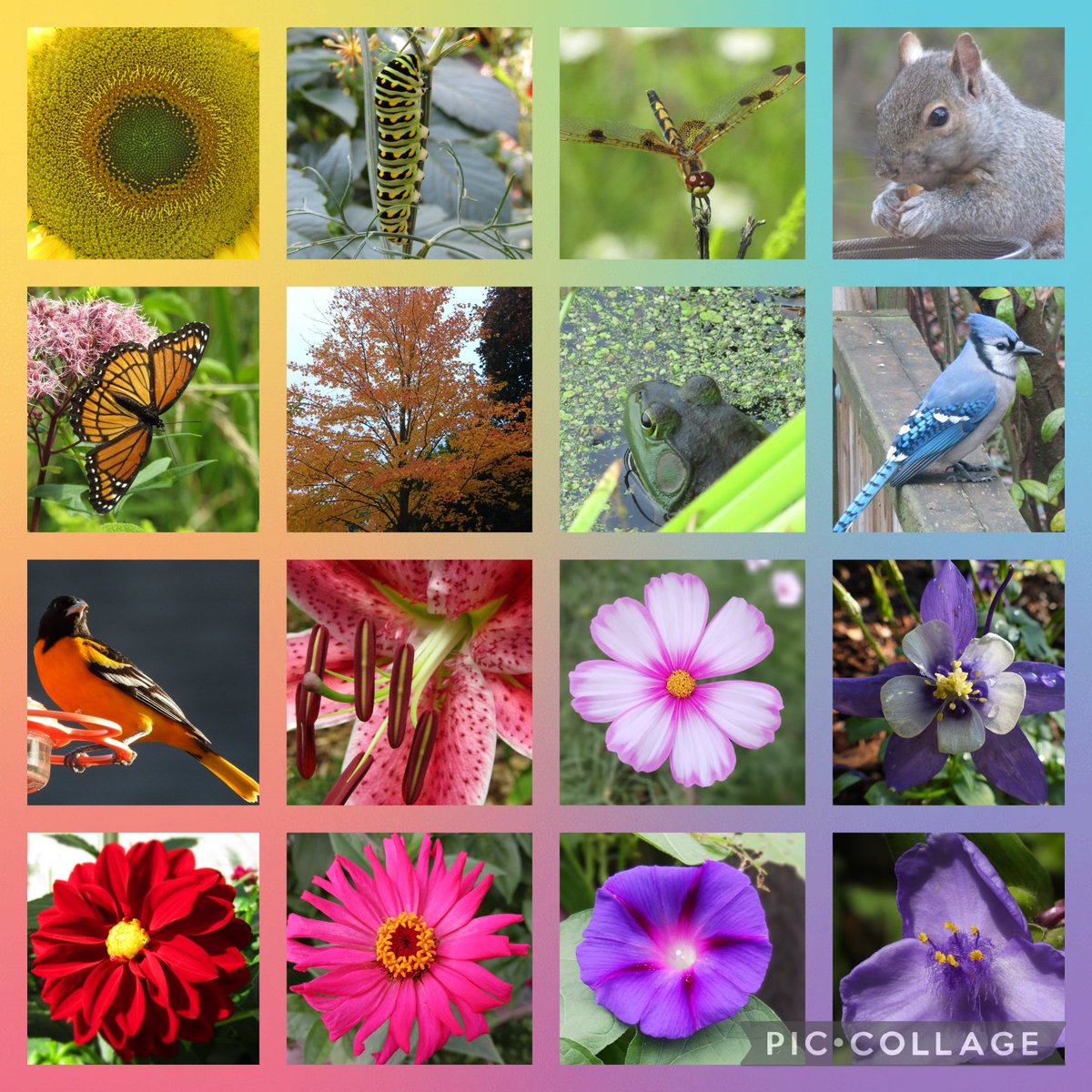 Diversity in nature #NaturesRainbow #PrideMonth