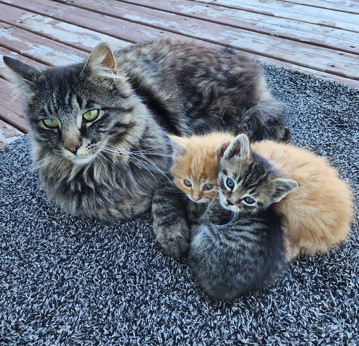 clarkpastures's tweet image. Uncle Newt keeping an eye on a couple of the kittens. #cats #farmcats #vermincontrol #kittens  #kitty