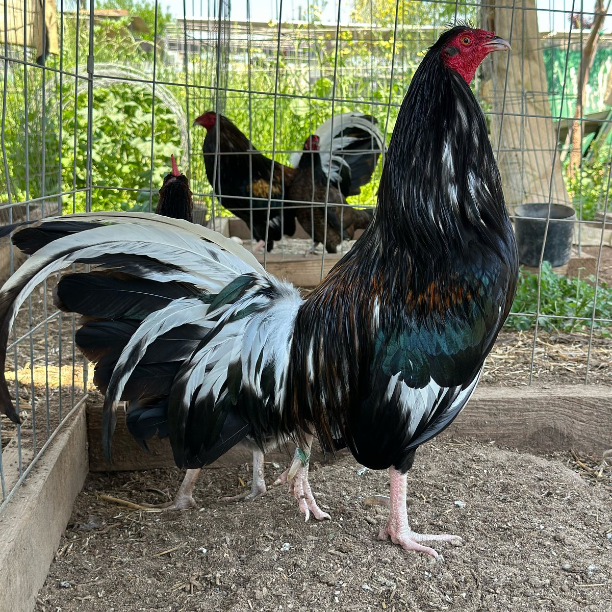 ayamphilipin's tweet photo. Black Brassback Butcher Blue Gene Batia Sweater Yellow Leg Hatch | Beautiful Birds Spartan Gamefarm Gamefowl π―ππ
FULL VIDEO ππ―π
https://t.co/bRSq20kWZ5
#gamefowl #gamefarm #gallos #gallosfinos #rooster #ayam #chicken #manok #traiga #sabong #sabongero #rancho #criadero https://t.co/6NISHI0n4t