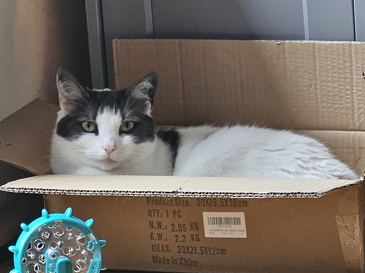 SmartieFawcett's tweet image. #CatBox Sunday