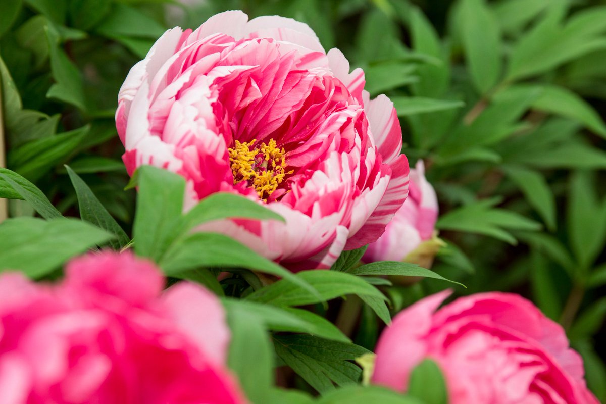 BBC Gardeners' World Mag tweet media