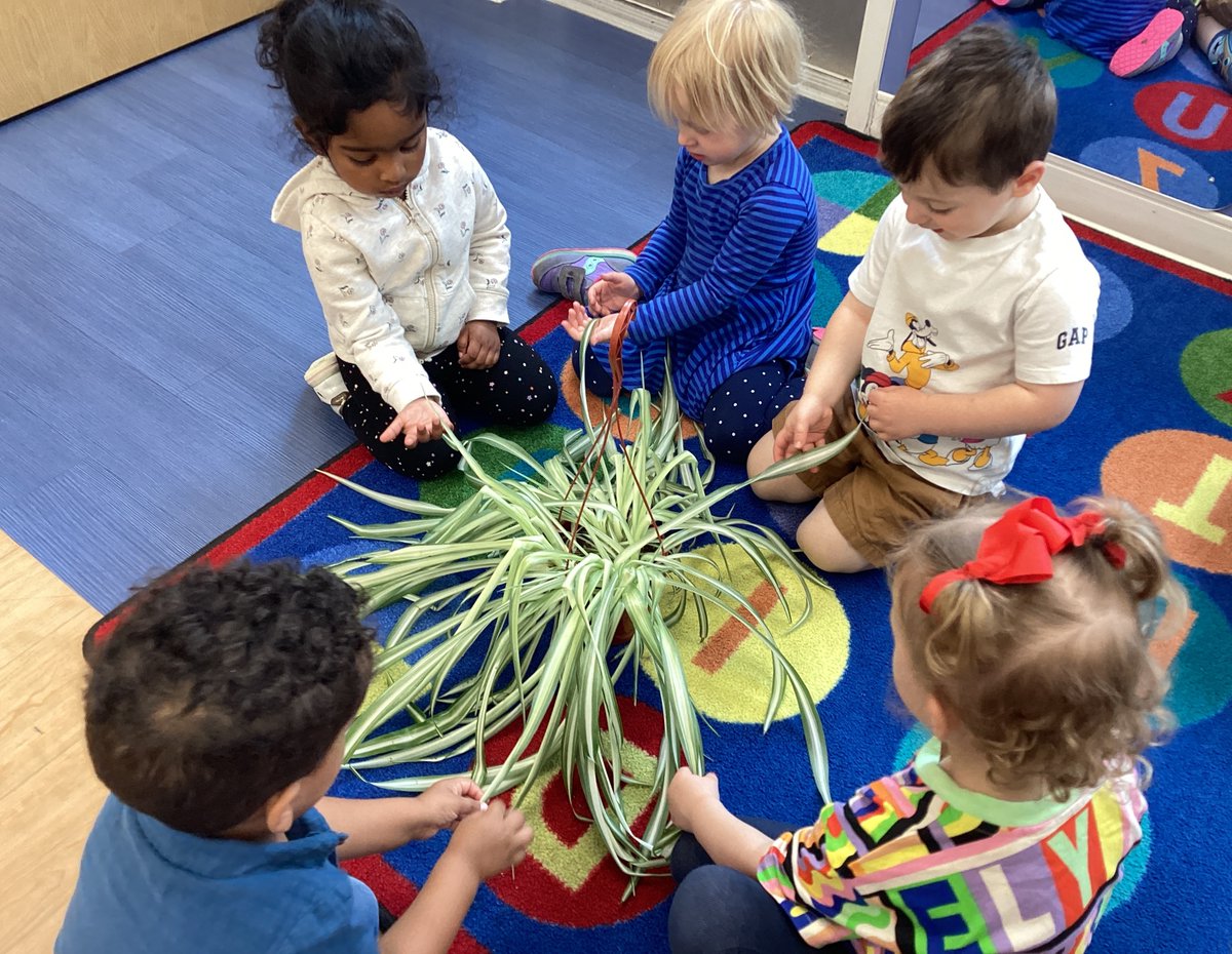 Goddard_FW's tweet image. We discussed our spider plant today! The classroom decided to name our plant, “Spider-Man”
#Wonderoflearning #wol #goddardschoolcurriculum #goddardschoolfortwayne