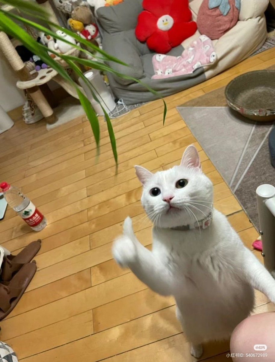 tyomateee2's tweet photo. 腕の動きが速すぎてグッジョブしてるように見える猫👍🏻 https://t.co/6mpAcPBxb4