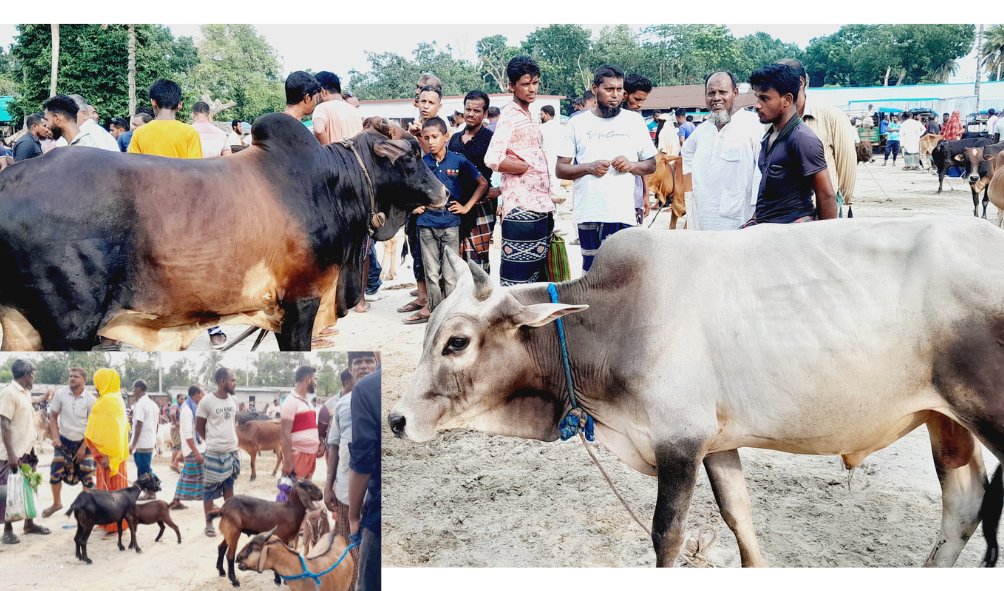 সাতক্ষীরার দেবহাটায় জমে উঠেছে কুরবানির পশুর হাট
