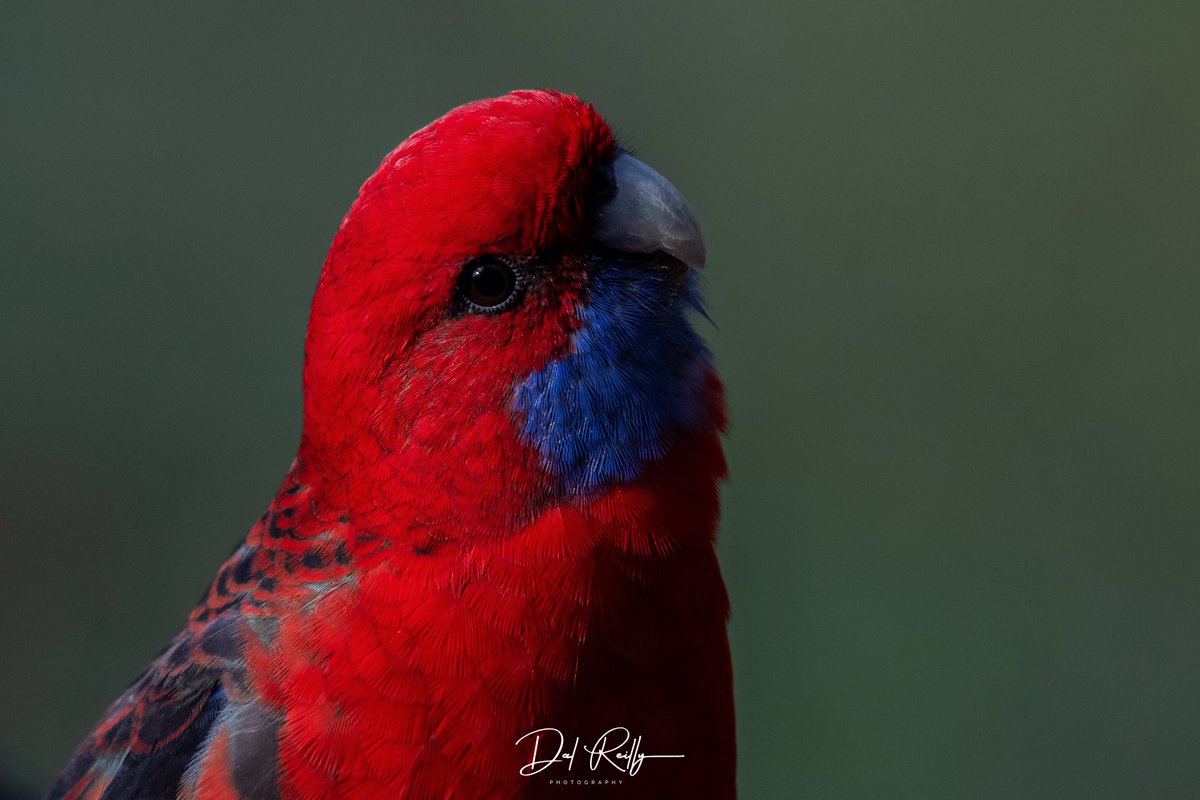 A Crimson Rosella in the garden🙂 #BirdlifeOz #birdsinbackyards #abcaustralia #abcmyphoto #abcinmelbourne #visitgippsland #MyNikonLife  #BirdsSeenIn2023 #ausgeo #abcgippsland #Gippsland #birdphotography #birds #NikonCreators #nikonaustralia