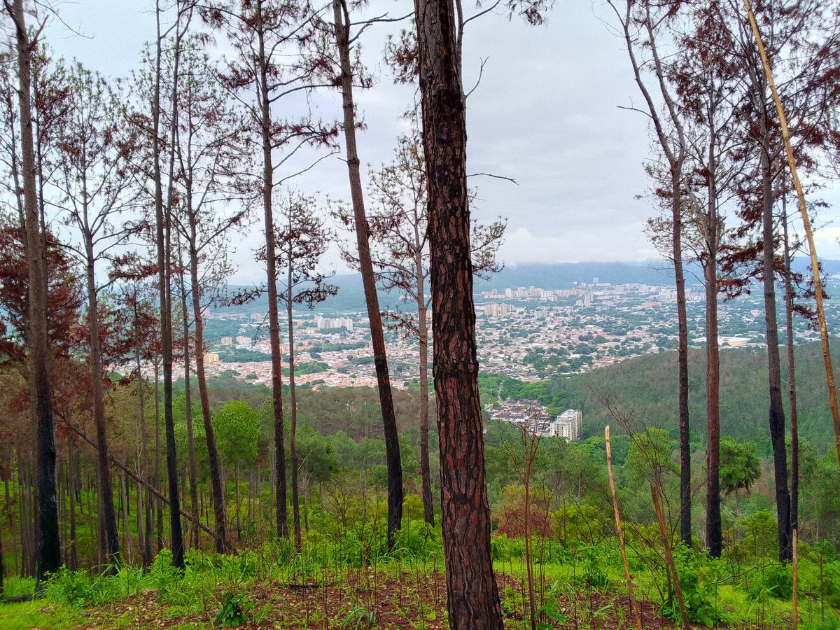 JoseJ341988080's tweet photo. Domingo de Cerro #elcafe 💪🏃🍃#naguanagua https://t.co/rNnr0BPnOg