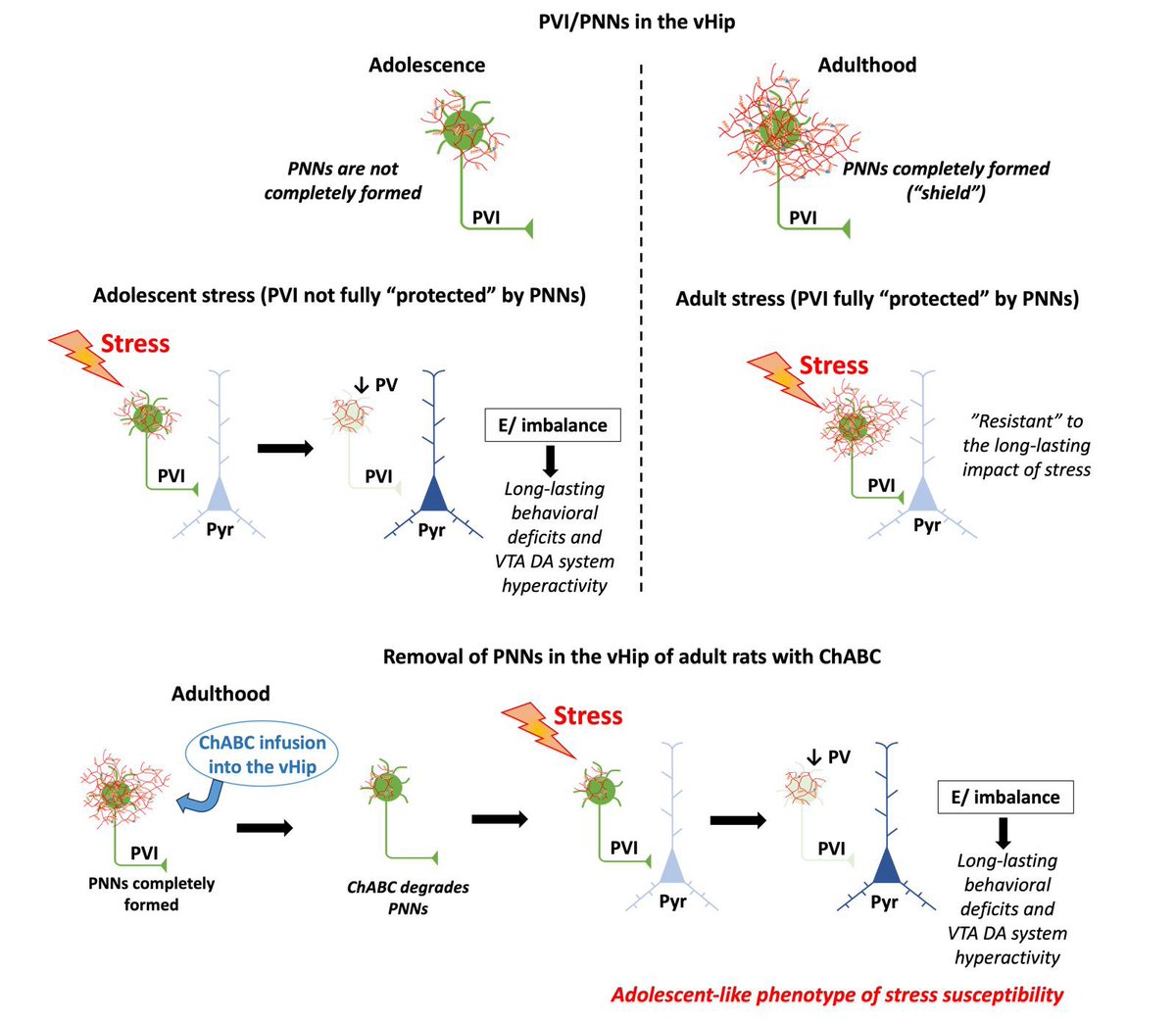 Debora Akemi (@dakemiendo) on Twitter photo I am thrilled and proud to present our latest paper based on my Master's thesis. In this study, we bring new insights into the critical protective role of Perineuronal Nets (PNNs). Thank you <a href="/dr_gomesfv/">Felipe V. Gomes</a> for the orientation. Dive into our findings! 🧠🔬👩🏻🔬
bpsgos.org/article/S2667-… I am thrilled and proud to present our latest paper based on my Master's thesis. In this study, we bring new insights into the critical protective role of Perineuronal Nets (PNNs). Thank you <a href="/dr_gomesfv/">Felipe V. Gomes</a> for the orientation. Dive into our findings! 🧠🔬👩🏻🔬
bpsgos.org/article/S2667-…