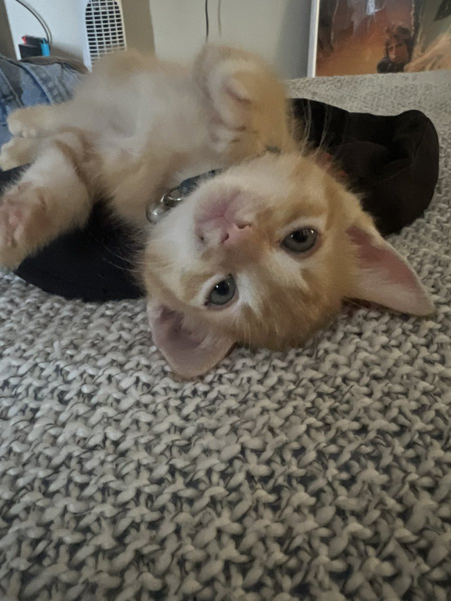 Our newest edition for the house! Jarvis Gregory Wentworth, 4th of his name, aka Cash (now)! Nephew‘s girlfriend found him after someone threw them out of car window. He needed at loving household and he will get one here.