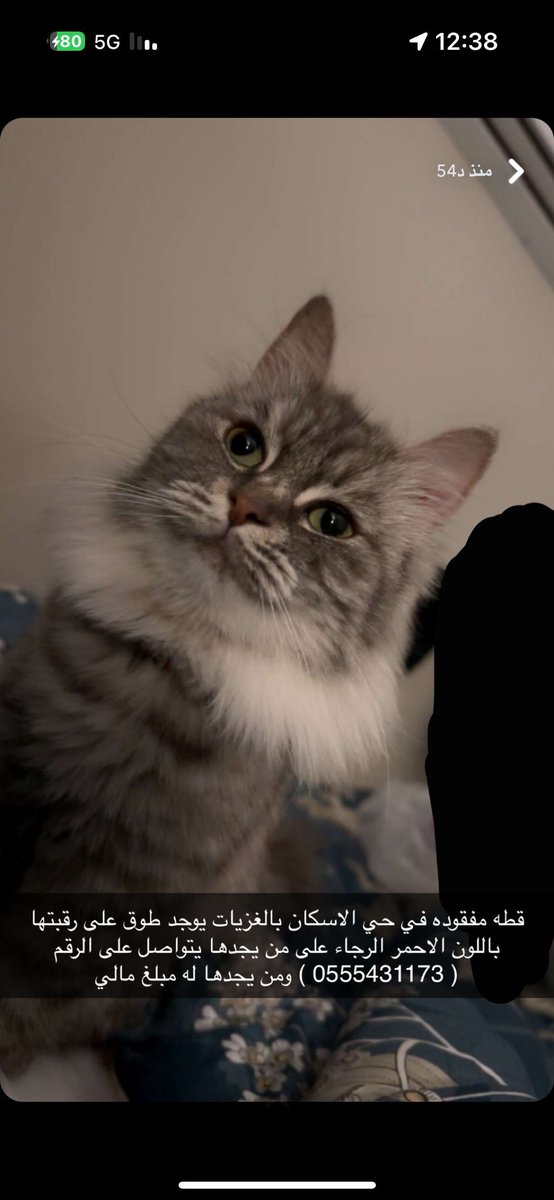 missingpetscare's tweet photo. 💰مكافأة مالية لمن يجده 1000 ريال💰

الحالة: قطة مفقودة بتاريخ: 20/11/1445
اسم المدينة: #مكة_المكرمة
 الجموم مخطط الاسكان بالغزيات
الجنس: انثى
العمر: 4 سنوات
النوع: شيرازي
اللون: رمادي
الصحة: صحتها جيدة جدًا
ملاحظة: على رقبتها طوق احمر وممكن يكون احد فك الطوق او طاح من رقبتها كل الاحتمالات واردة
من يجدها يتواصل على:  0555431173

#قطط_مكة #قط_مفقود #قطط_مفقوده #تبنى_لاتشتري #تبنى_لا_تشتري 
@lostnfound_sa @Judy1899  @aad_fs @Candle310 @Bnota1886 @Hneen_neen @Lamia1408 @resqueingcats  @nujod_07 @MissingCat4 @atheer_Osaimiii @ftomy2021 @qhfc61