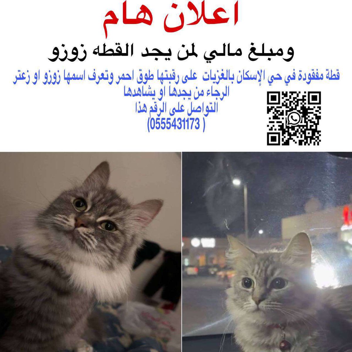 missingpetscare's tweet photo. 💰مكافأة مالية لمن يجده 1000 ريال💰

الحالة: قطة مفقودة بتاريخ: 20/11/1445
اسم المدينة: #مكة_المكرمة
 الجموم مخطط الاسكان بالغزيات
الجنس: انثى
العمر: 4 سنوات
النوع: شيرازي
اللون: رمادي
الصحة: صحتها جيدة جدًا
ملاحظة: على رقبتها طوق احمر وممكن يكون احد فك الطوق او طاح من رقبتها كل الاحتمالات واردة
من يجدها يتواصل على:  0555431173

#قطط_مكة #قط_مفقود #قطط_مفقوده #تبنى_لاتشتري #تبنى_لا_تشتري 
@lostnfound_sa @Judy1899  @aad_fs @Candle310 @Bnota1886 @Hneen_neen @Lamia1408 @resqueingcats  @nujod_07 @MissingCat4 @atheer_Osaimiii @ftomy2021 @qhfc61