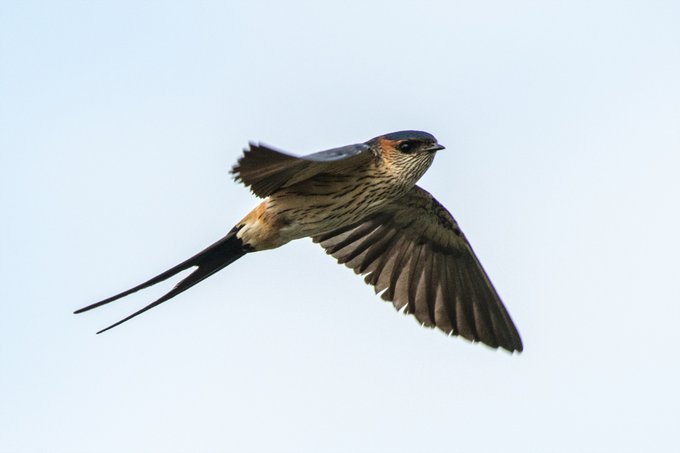今日のツバメ飛翔写真チャレンジ 