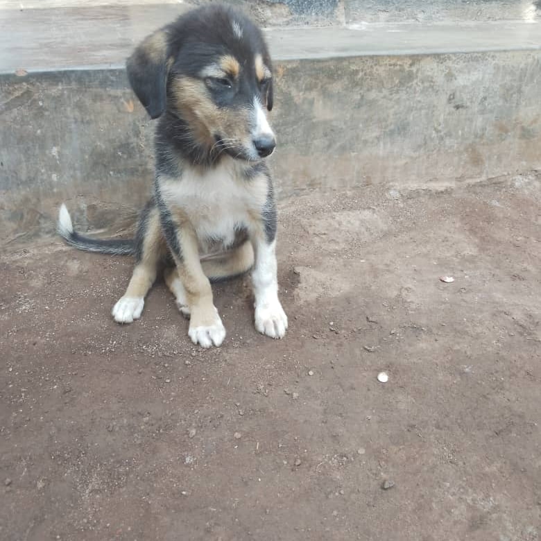 we need constant help to do so.
worldremit.com or xoom.com to ssempiiraisaac31@gmail.com Airtel mobile money SENDWAVE.COM or xoom.com to; +256753170377 Or westernunion.com Mobile wallet