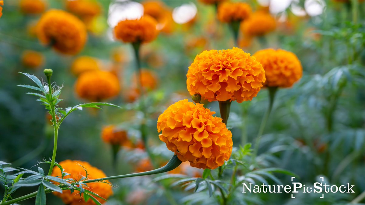 privinsathy's tweet photo. Discover the vibrant beauty of Marigold plants with our high-quality stock images! 🌼✨ Perfect for gardeners and floral enthusiasts.

Explore more high-quality images at NaturePicStock: https://t.co/1aGlYfbHbl