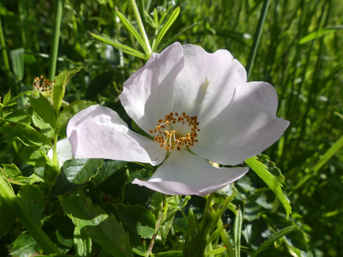 RosieFSC's tweet photo. Didn't spot any orchids this week, but dog roses always make me smile #WildflowerHour https://t.co/W298CbZfA9