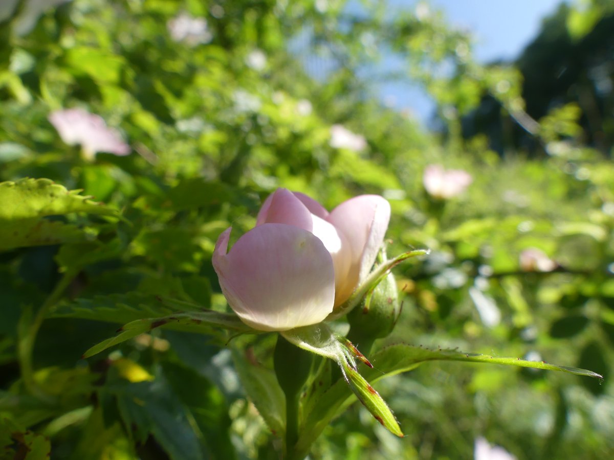 RosieFSC's tweet photo. Didn't spot any orchids this week, but dog roses always make me smile #WildflowerHour https://t.co/W298CbZfA9