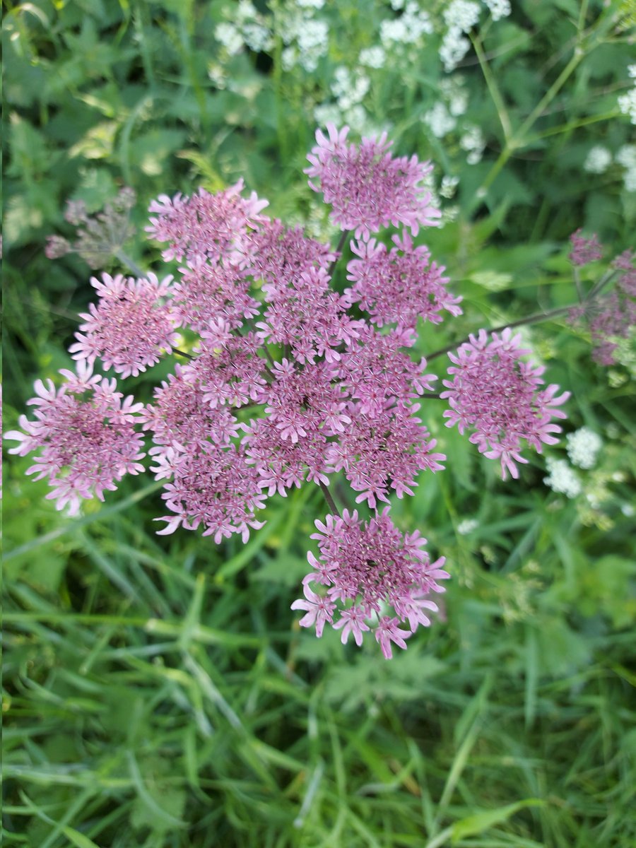 GJGamble's tweet image. In a sea of white this afternoon I came across this lone pink Hogweed speciment, it's absolutely gorgeous. #VC55 #Botony #Wildflowerhour #nature #flora #wildlife #biodiversity #plants #flowers #spring @wildflower_hour @BSBIbotany