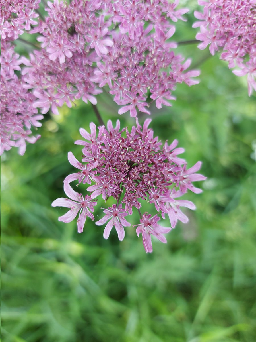 GJGamble's tweet image. In a sea of white this afternoon I came across this lone pink Hogweed speciment, it's absolutely gorgeous. #VC55 #Botony #Wildflowerhour #nature #flora #wildlife #biodiversity #plants #flowers #spring @wildflower_hour @BSBIbotany