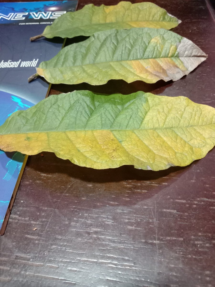 DrEric01771301's tweet image. Leaf senescence is an ‘altruistic death’ that allows for the degradation of the nutrients that are produced during the growth phase of the leaf and their redistribution to developing seeds or other parts of the plant.
#energy
#reconstructionwork
#acquisition
#intergratedTech
#bee