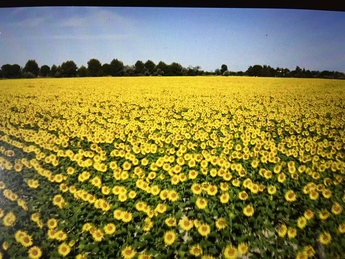 linzirob's tweet photo. Sunflowers…this is what I remember from the South of France…fields & fields of sunflowers #secretFrance https://t.co/gPnorEmqNp