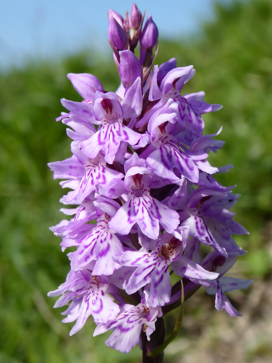 BerwickBirds's tweet photo. Chalk Fragrant Orchid, Common Spotted Orchids and Common Twayblade on the South Downs at Bopeep this afternoon #wildflowerhour #OrchidChallenge https://t.co/jMU8vXPOg2