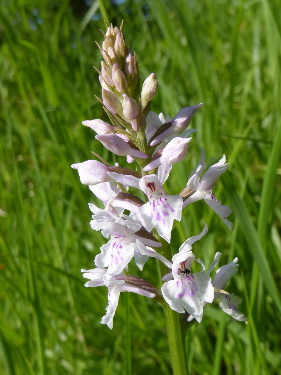 BerwickBirds's tweet photo. Chalk Fragrant Orchid, Common Spotted Orchids and Common Twayblade on the South Downs at Bopeep this afternoon #wildflowerhour #OrchidChallenge https://t.co/jMU8vXPOg2