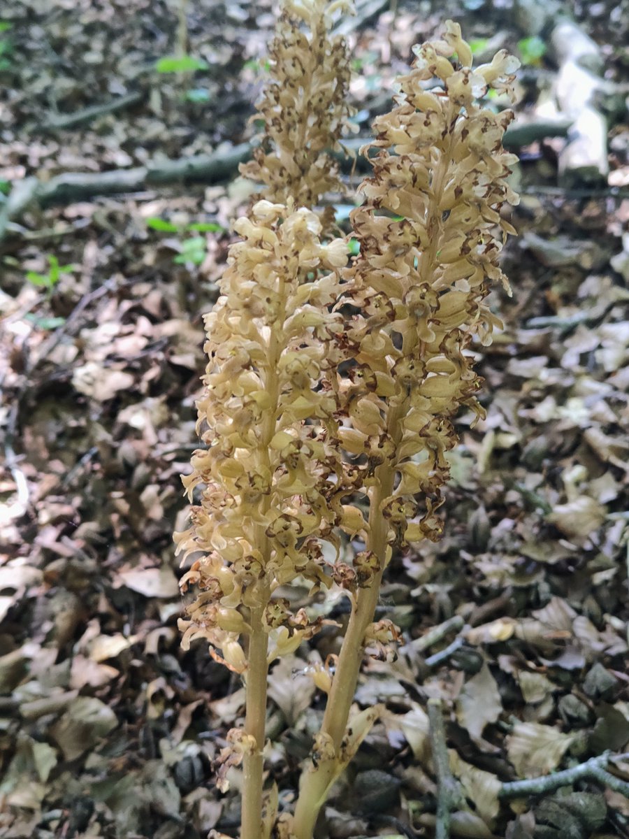24ChrisA's tweet photo. @wildflower_hour
 For the #WildflowerHour #orchidchallenge I was very pleased this afternoon to find a bee orchid, bird's-nest orchids and butterfly orchid, as well as the common spotted orchid. These bird's-nests were growing in dark woodland shade. Chance finds on our walk. https://t.co/ixDqyfQlTs