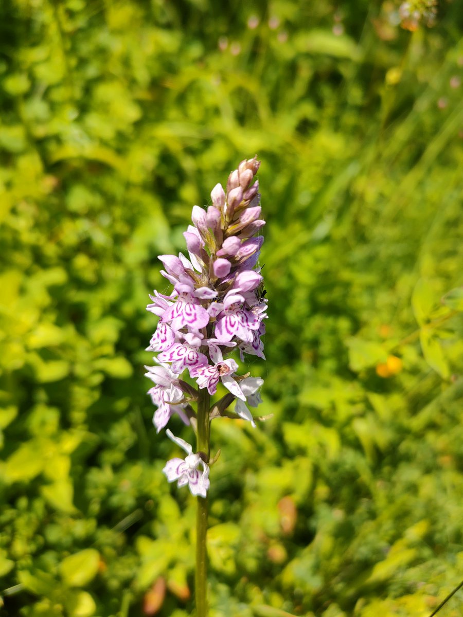 24ChrisA's tweet photo. @wildflower_hour
 For the #WildflowerHour #orchidchallenge I was very pleased this afternoon to find a bee orchid, bird's-nest orchids and butterfly orchid, as well as the common spotted orchid. These bird's-nests were growing in dark woodland shade. Chance finds on our walk. https://t.co/ixDqyfQlTs