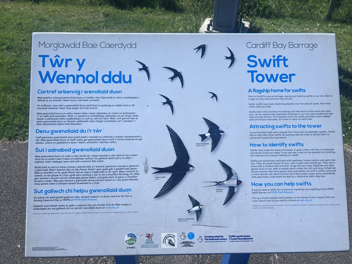 viksfish's tweet photo. Day 2 of #30DaysWild and running past the very noisy swift tower in Cardiff Bay. A few swifts zipping about but far too swift for a pic! 😊 https://t.co/iOB4c60IuO