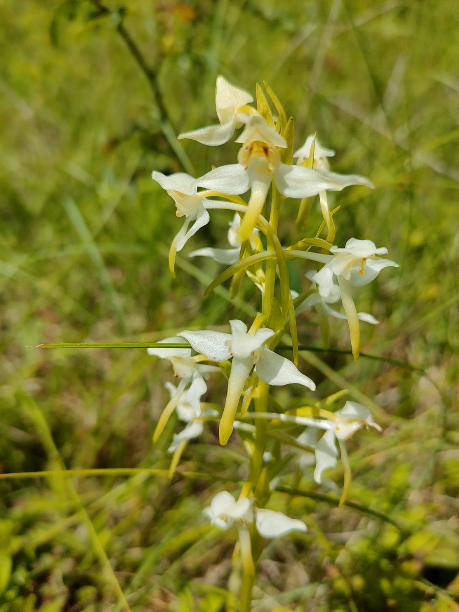 24ChrisA's tweet photo. @wildflower_hour
 For the #WildflowerHour #orchidchallenge I was very pleased this afternoon to find a bee orchid, bird's-nest orchids and butterfly orchid, as well as the common spotted orchid. These bird's-nests were growing in dark woodland shade. Chance finds on our walk. https://t.co/ixDqyfQlTs