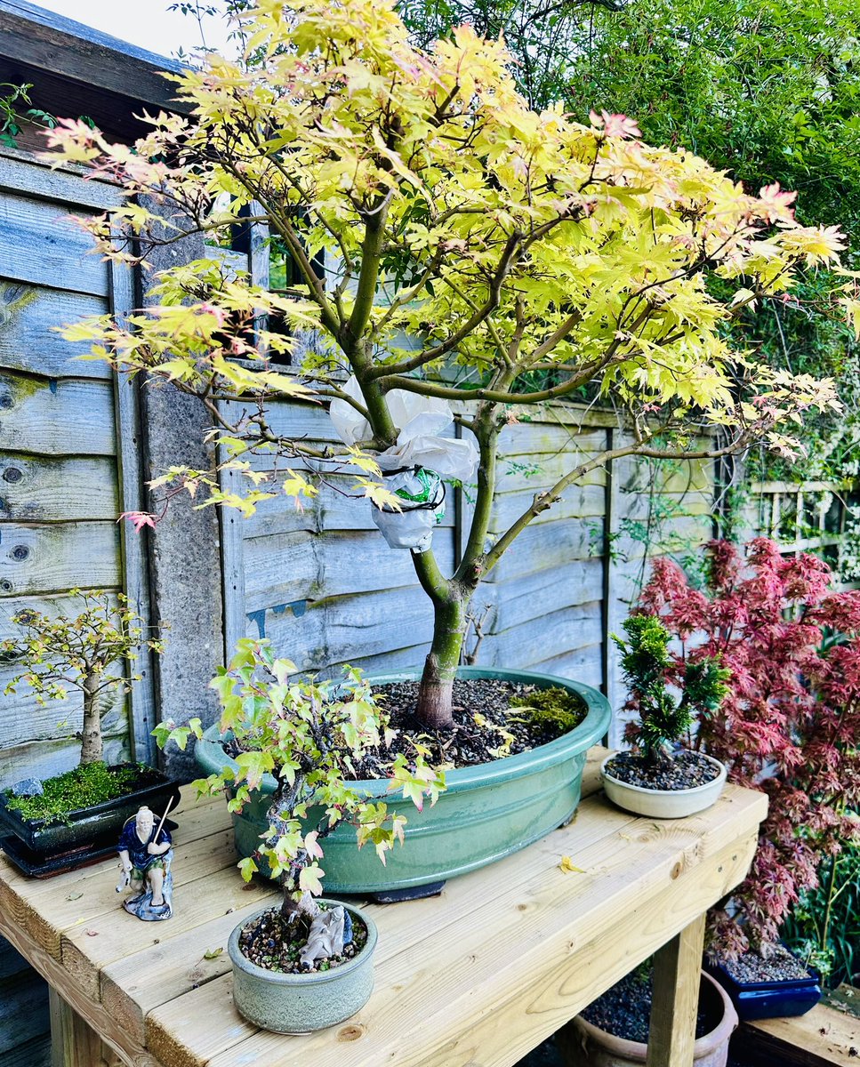 plantsbloke's tweet photo. Fingers crossed for this air layer. If it succeeds I’ll have a stunning second tree. #bonsai #tree #airlayer #maple https://t.co/la0DSWIGoQ