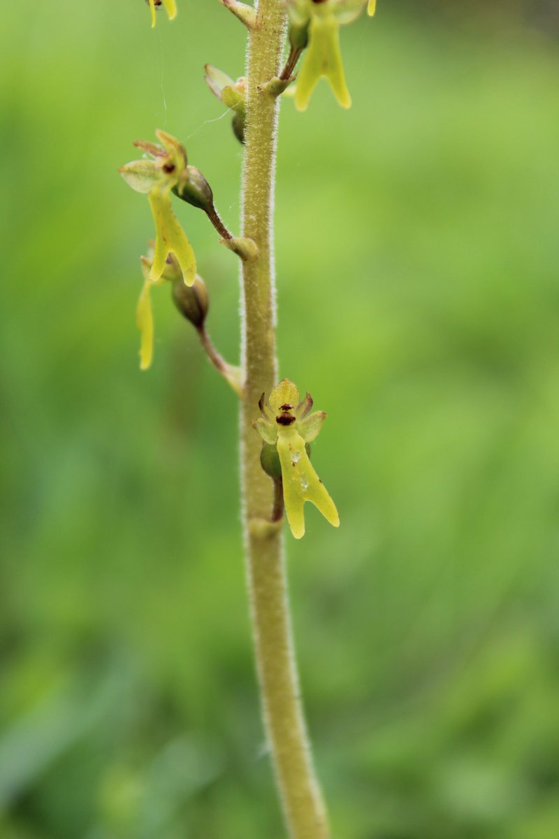 bugboysquire's tweet photo. Common Twayblade close up. 
(Neottia ovata) 

Little green angels 
#wildflowerhour https://t.co/bRNEJ2DmBc