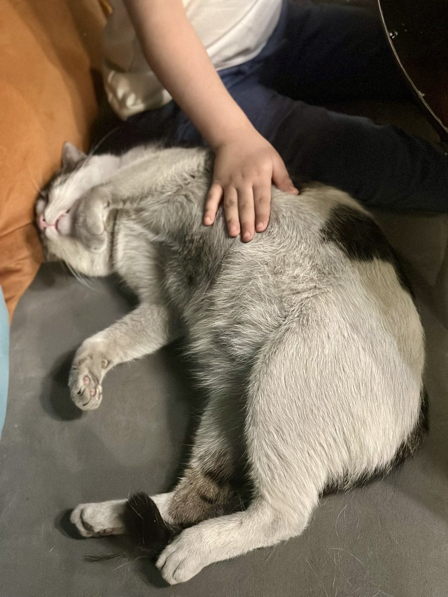 گربه دورخیز کرد، پرید و ولو شد پیش بچه‌م. یه ساعتی ناز و ماساژ گرفت و حسابی خر خر کرد. از جامون که پا شدیم اونم رفت پی کارش.