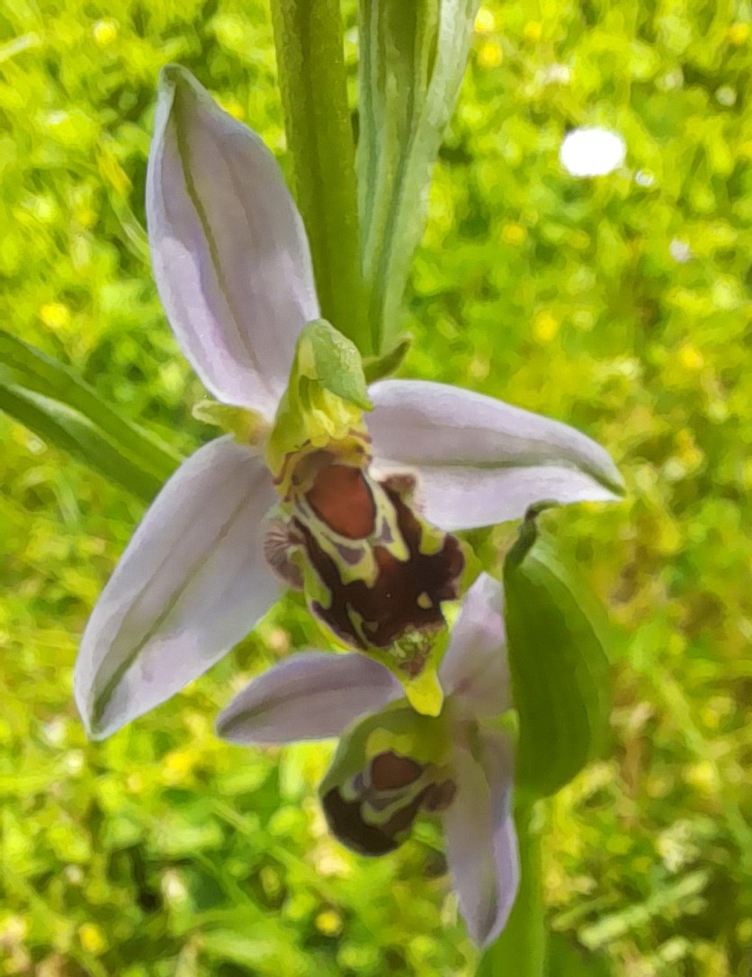 Bee Orchid (Orphys apifera) pleasant surprise, as I wasn't expected to find any orchids 
 #OrchidChallenge #wildflowerhour