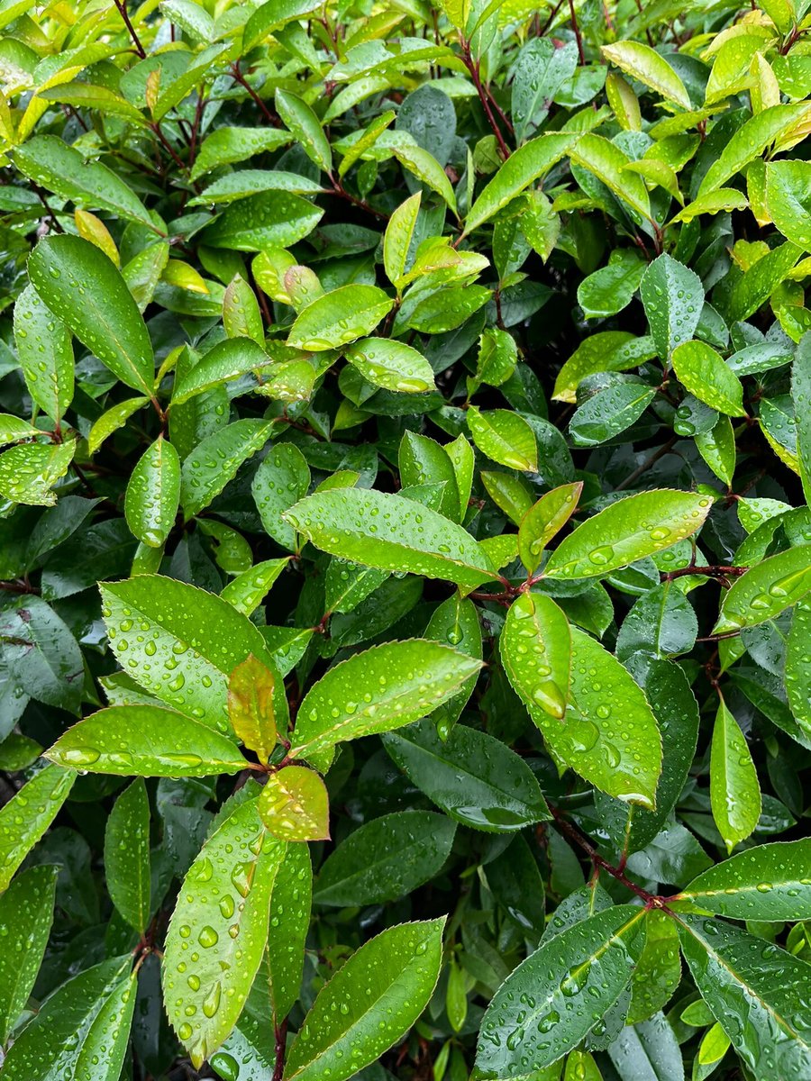 ICS1carus's tweet image. It rained on the weekend and I was in a bad mood!😅😅