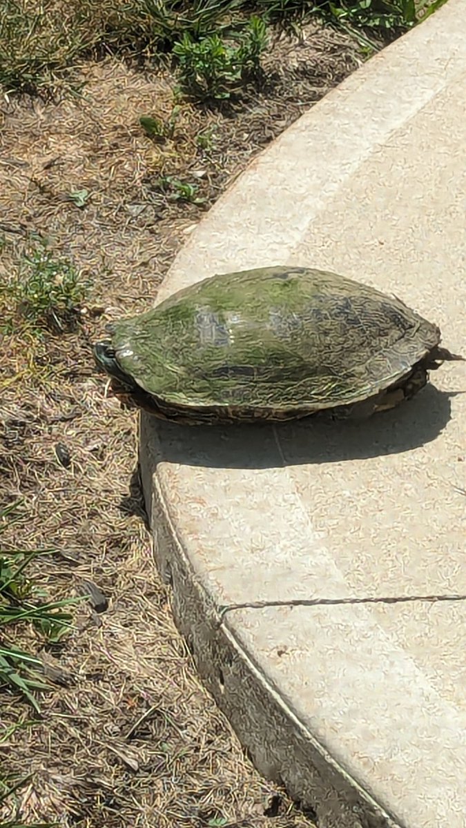 oscarfactor's tweet photo. Turtle on a Sunday afternoon... https://t.co/0U3a3EsKDI
