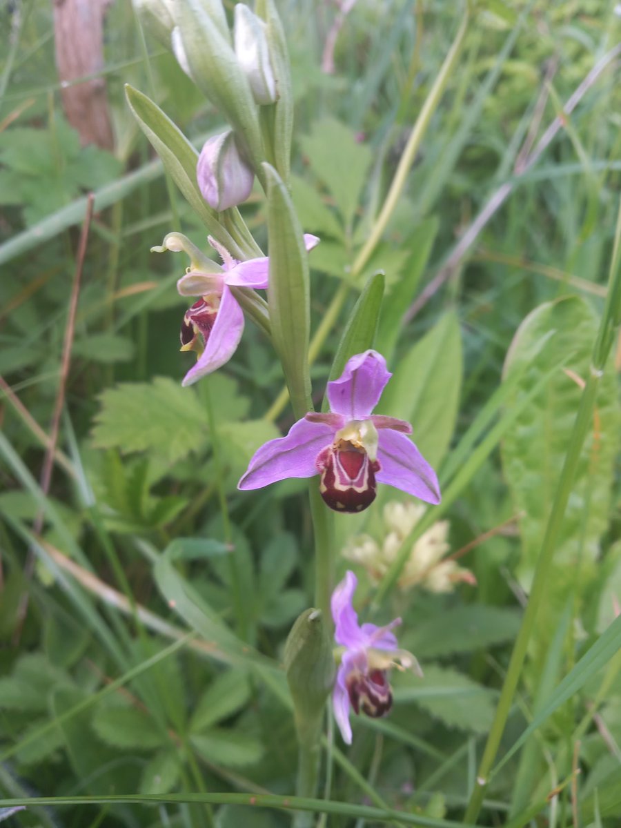 Three species of orchid from the farm today for #OrchidChallenge

Common spotted have been here for over a decade, bee orchids about 5yrs, and greater butterfly orchids flowering for just the 2nd year following a change of management to a field #WildflowerHour