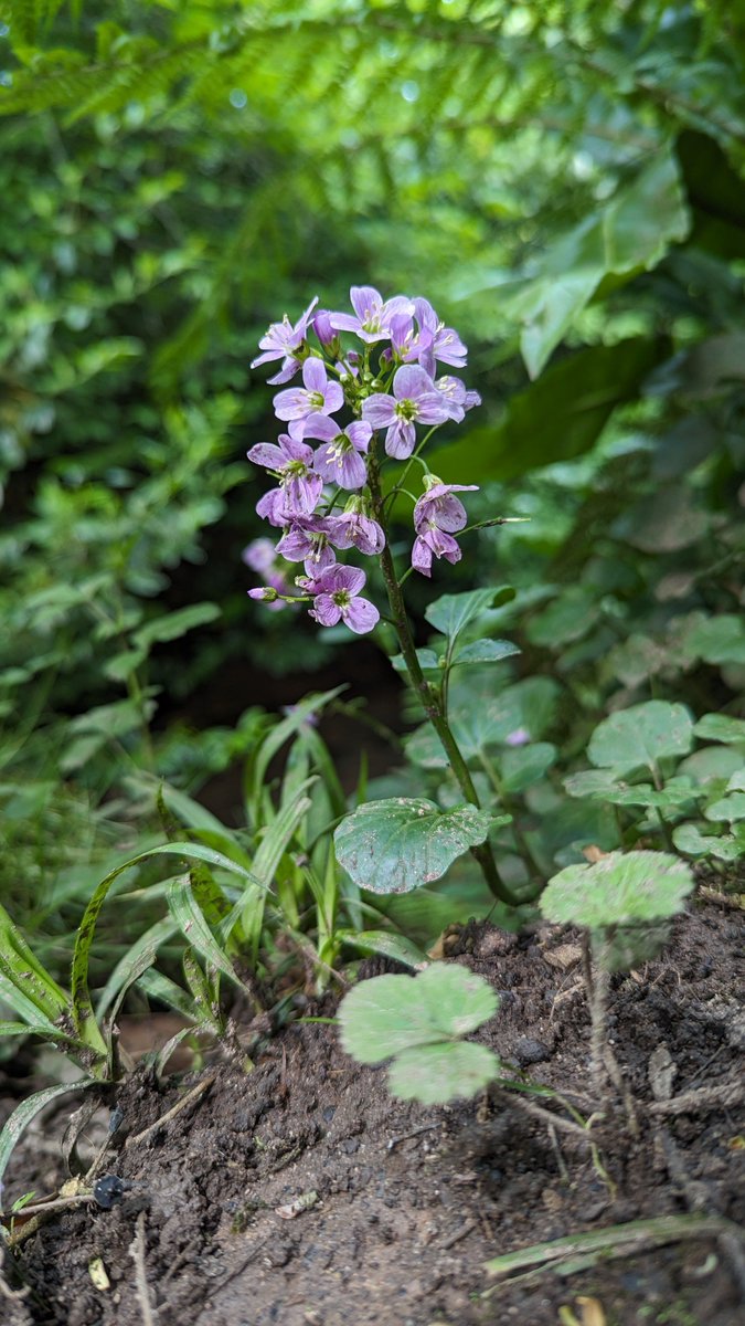 Tom Ward tweet media