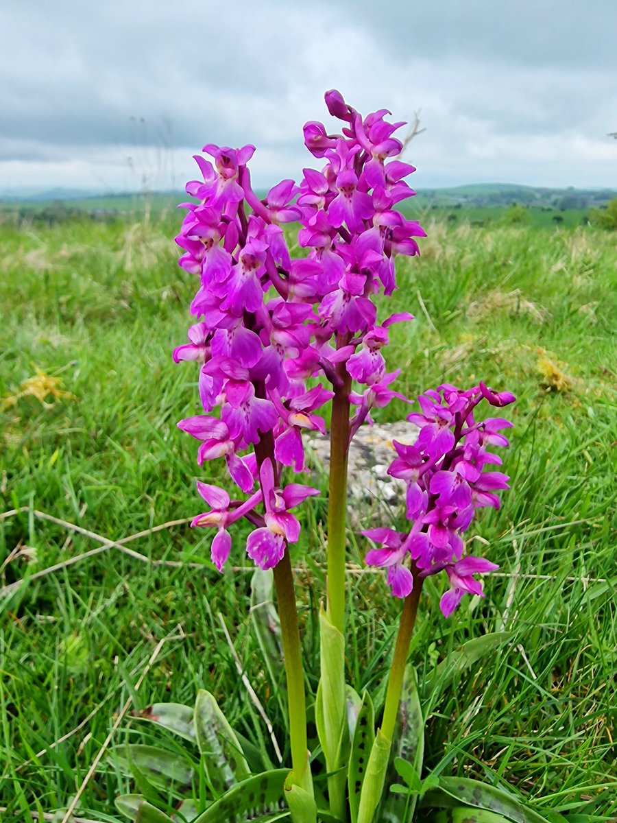 A hillside of early purple orchards in the Churnet Valley! 💜🌸 #WildflowerHour #OrchidChallenge