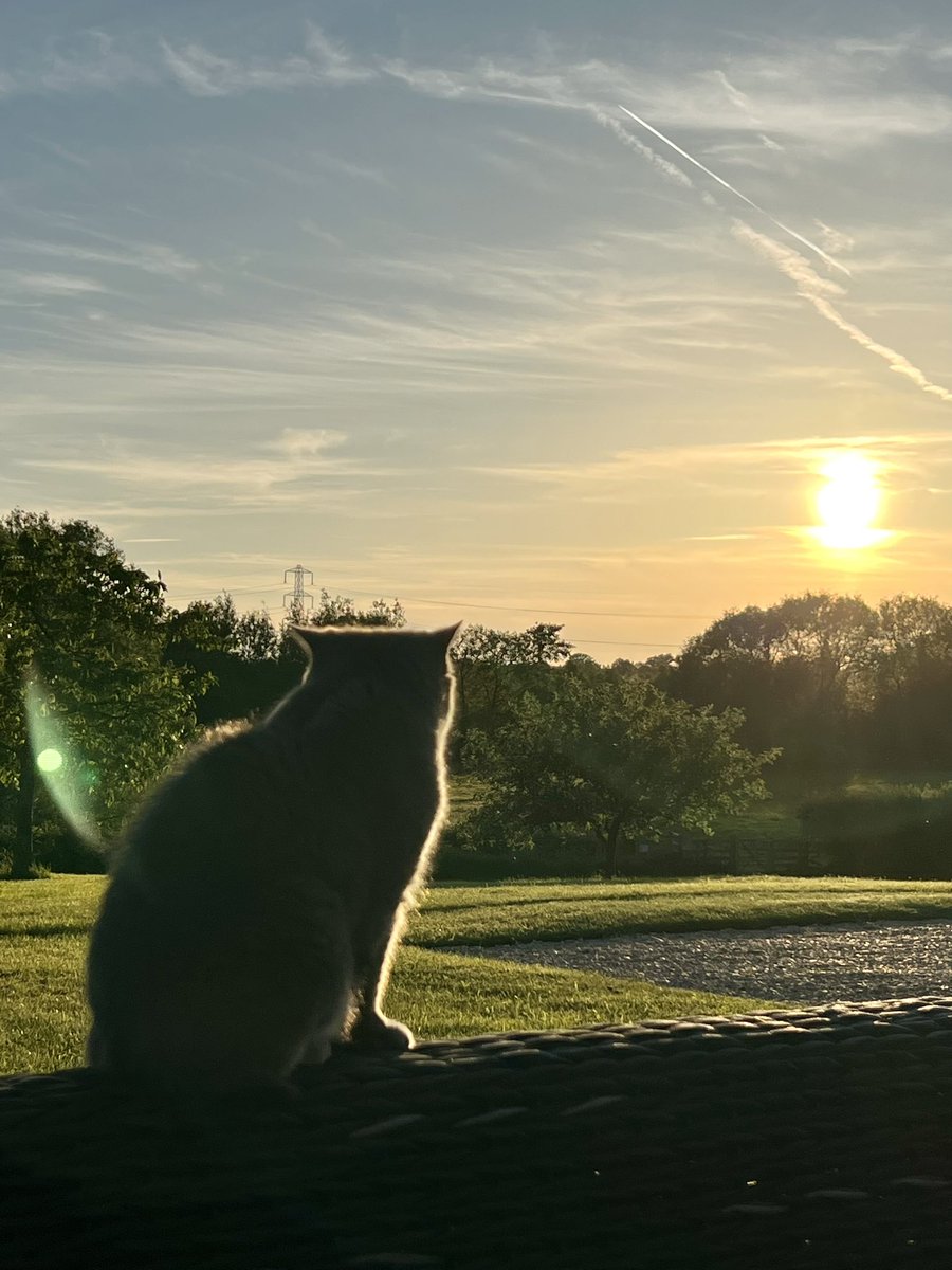 Hope our furpals are all having a lovely evening. Blake (Brodie snacking off screen!)