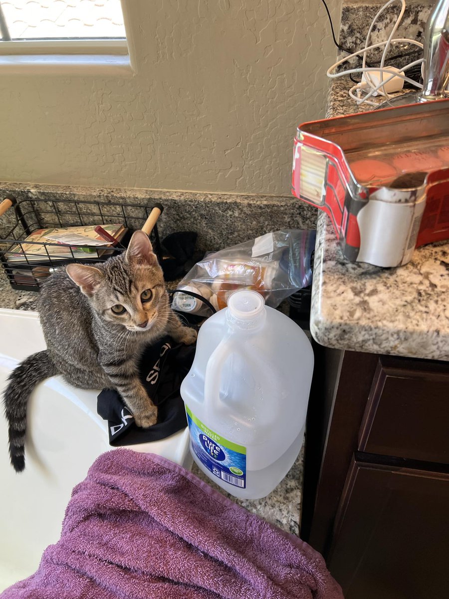 SWMaybelline's tweet photo. https://t.co/fF5ouUrPFd
Leo the Lab report: Some of the perks of being Ziggy the Kitty is having full reign of the upstairs. That used to be me until I got too big to jump on the bed. It's not easy being 100 lbs
#AdorableBadass #kittenzilla #bosskitty #Labrador #bossofthehouse https://t.co/qJJPuc8JPm