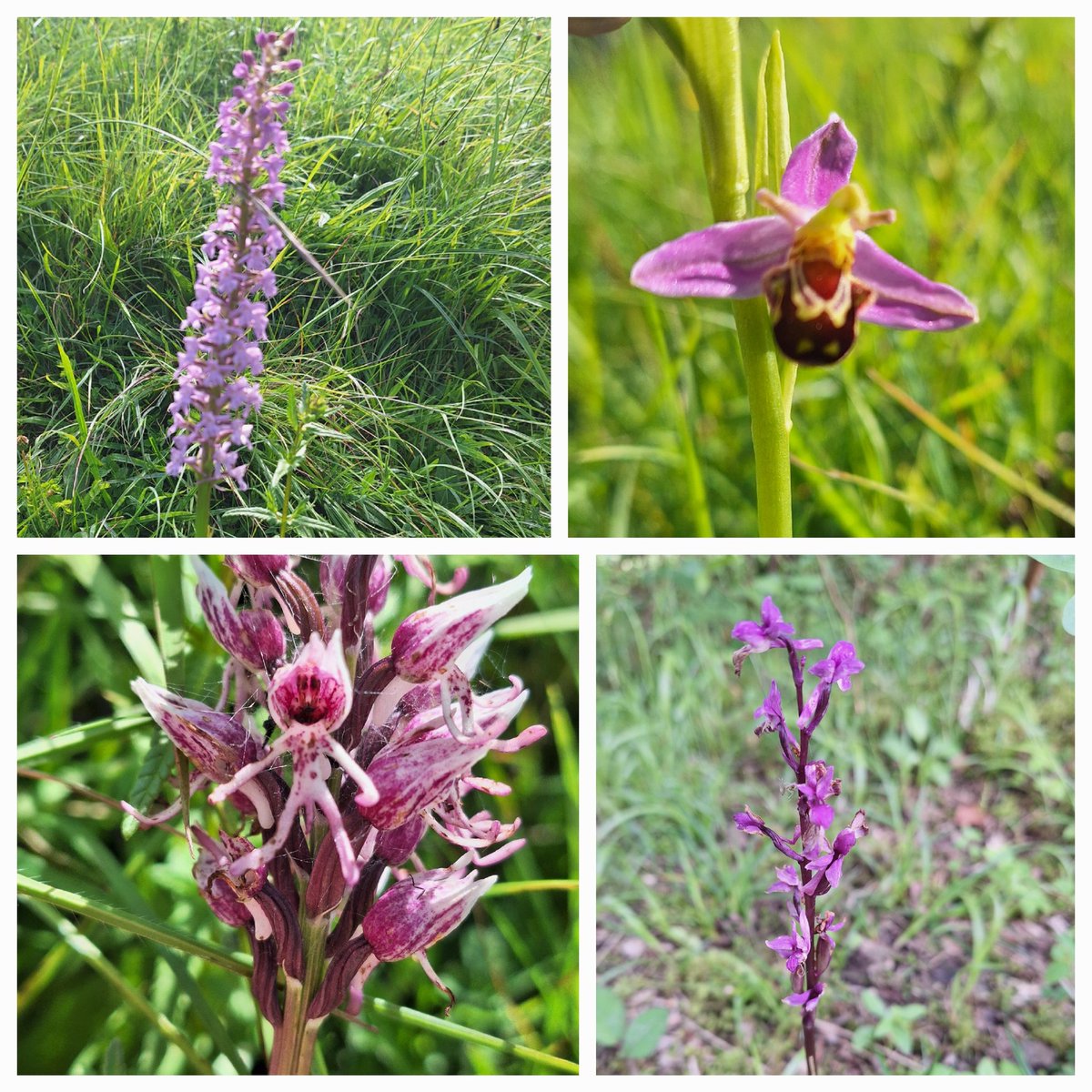 EW_lol31's tweet photo. It's been an orchid type of weekend with @briza_kat 😍
#wildflowerhour
#orchidchallenge
@ukorchids https://t.co/DFmxavq9Bd