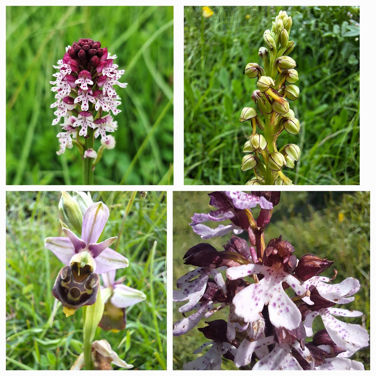 EW_lol31's tweet photo. It's been an orchid type of weekend with @briza_kat 😍
#wildflowerhour
#orchidchallenge
@ukorchids https://t.co/DFmxavq9Bd
