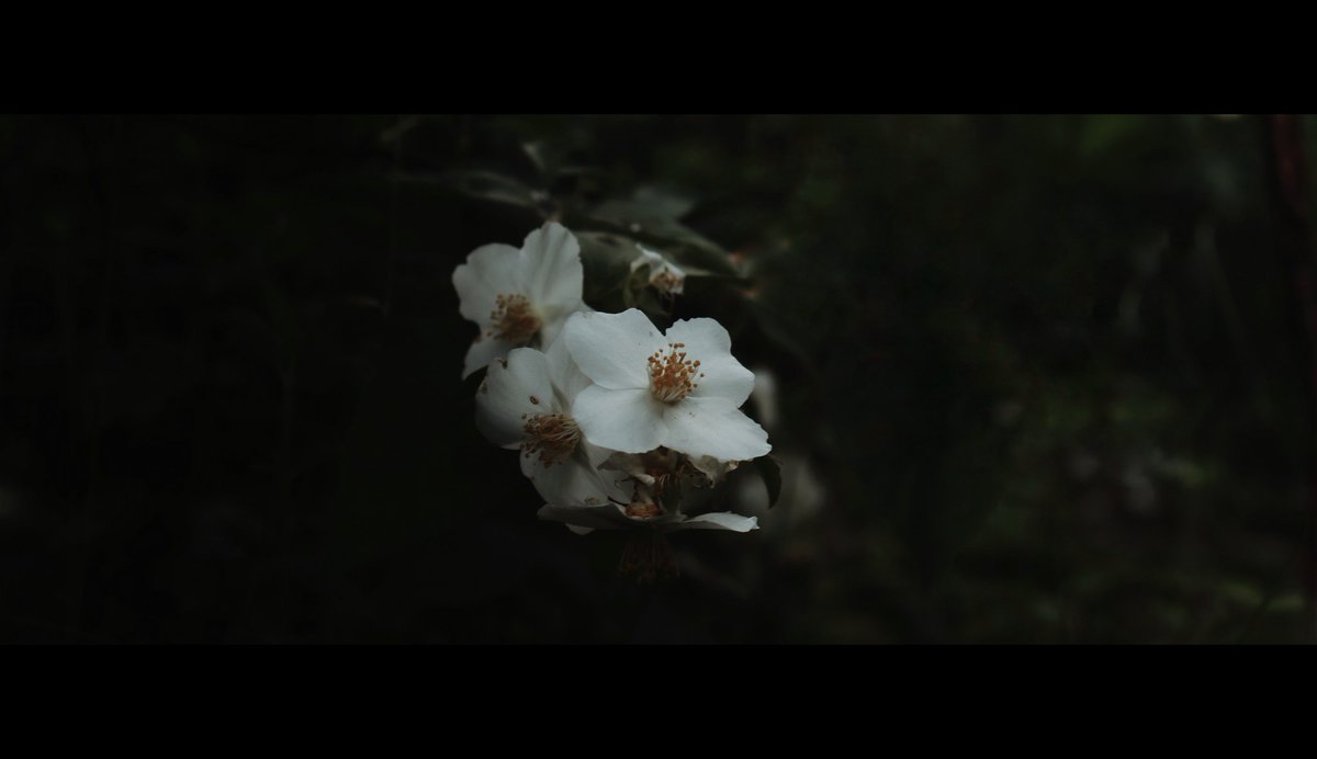 fsqs_'s tweet photo. solemnity. https://t.co/ambK8lBAKX