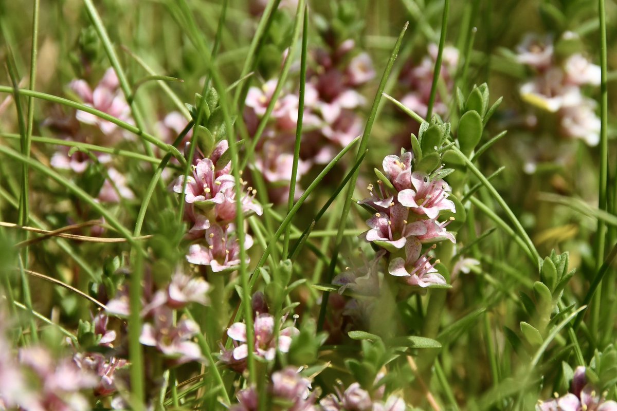 Sea Milkwort, Holy Island #WildFlowerHour @wildflower_hour @BSBIbotany