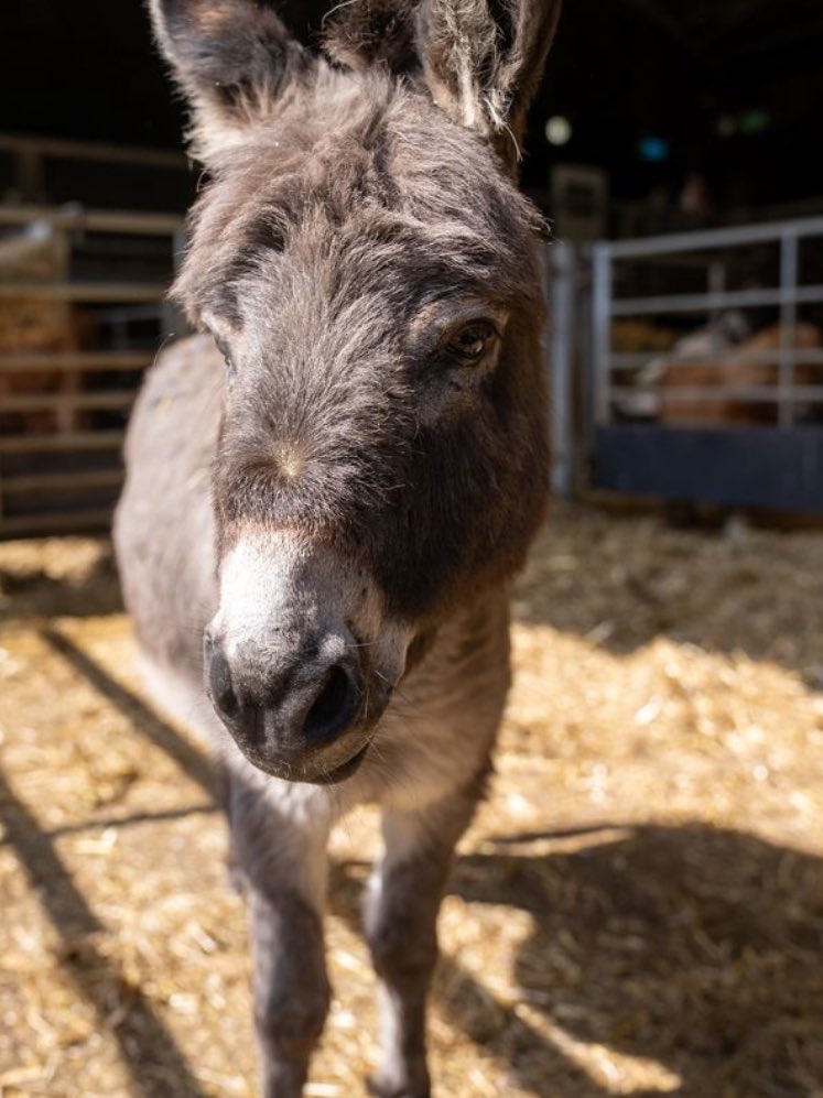 Donkey of the Day🐴 tweet media